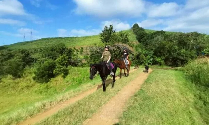 1-Hour Horse Trail Experience at Gold Reef Equitation Centre