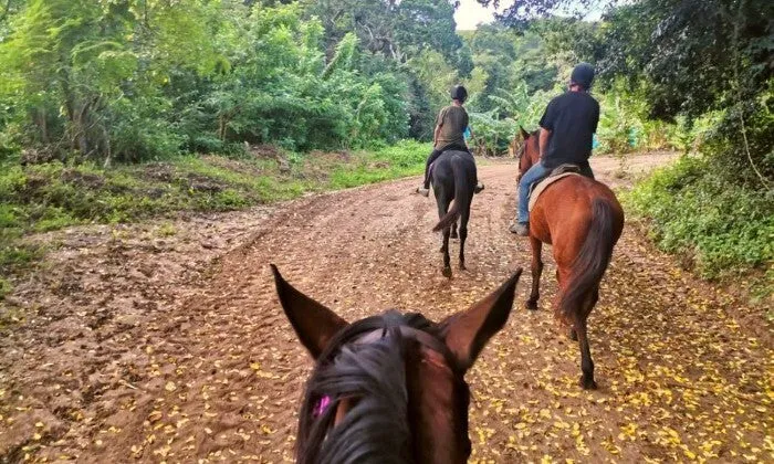 1-Hour Horse Trail Experience at Gold Reef Equitation Centre