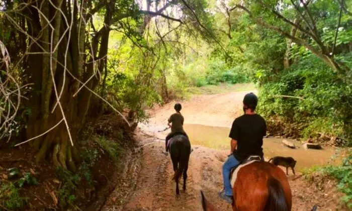 1-Hour Horse Trail Experience at Gold Reef Equitation Centre