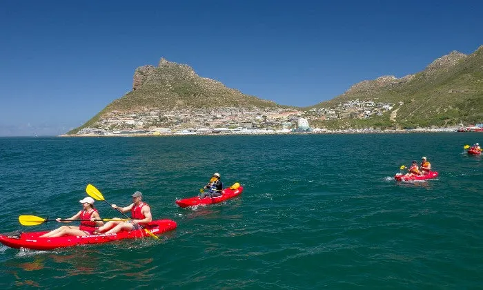 2-Hour Guided Kayak Tour with Animal Ocean Expeditions