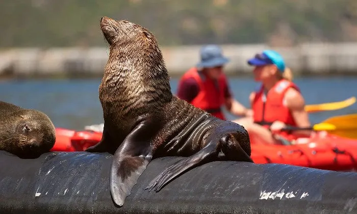 2-Hour Guided Kayak Tour with Animal Ocean Expeditions